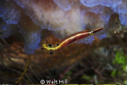 At Randy's Gazebo while mesmorized by a banded shrimp on ... by Walt Hill 